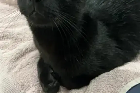 Lost pets Cairns, photo: Lost 3-Legged Black Cat in Cairns