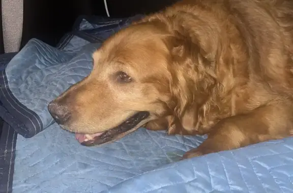 Found dog Tolleson, photo: Found: Female Golden Retriever, Tolleson