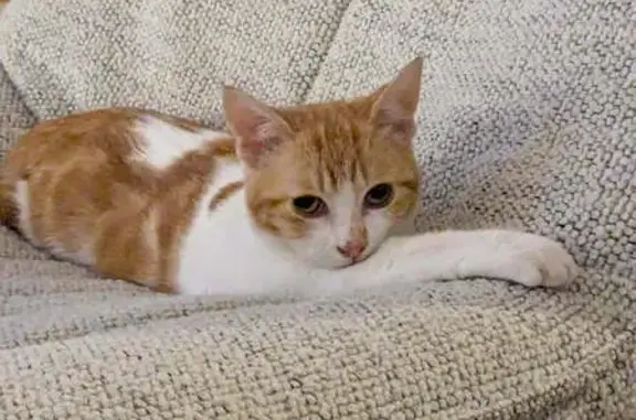 Chatte perdue : Maggie, 1 an, Agen - photo