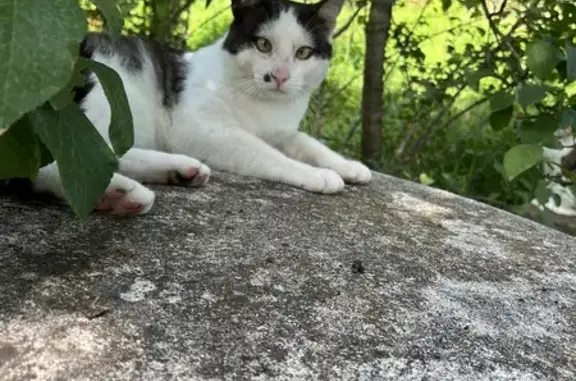 Chat perdu à Grasse, route de Plascassier - photo