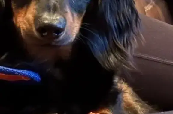 Lost Mini Dachshund on Hannah Drive