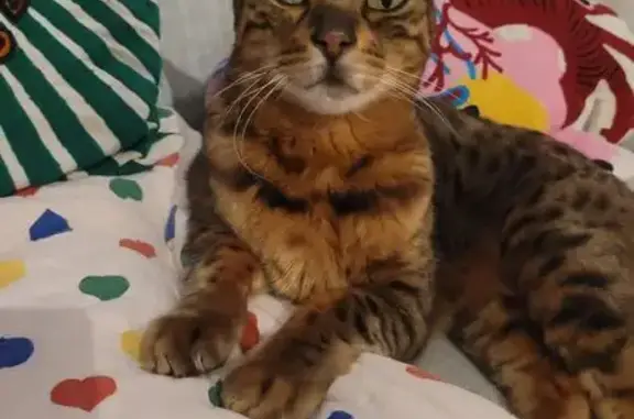 Animaux perdus Chantepie, photo: Chat perdu, craintif, pucé à Chantepie
