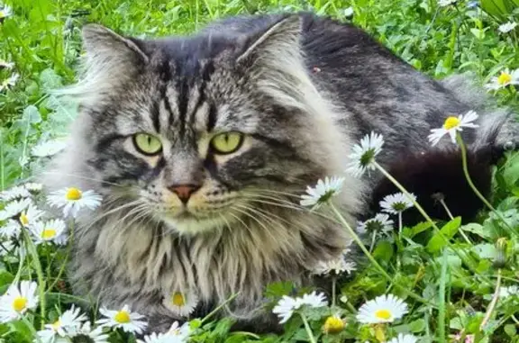Animaux perdus Le Perreux-sur-Marne, photo: Chat perdu après feu d'artifice au Perreux