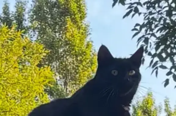 Chat perdu, , photo: Chat noir perdu, tache blanche, Thézac