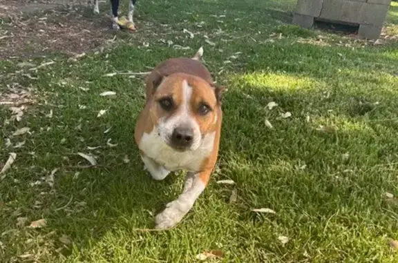 Lost Friendly Dog: Tan & White in Wyndham