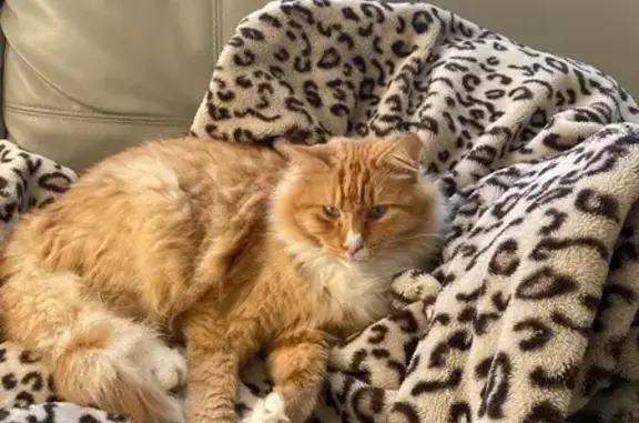 Lost: Ginger & White Cat in Canterbury