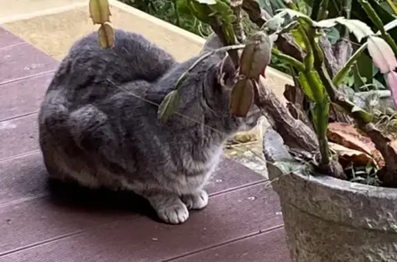 Found cat , photo: Found Cat: Grey & White, Speed St, 29B