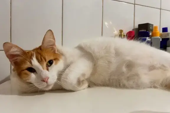 gato desaparecida