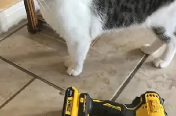 Missing cat Sugar Land, photo: Lost Cat: Tabby with Pink Collar - Abbey Ln