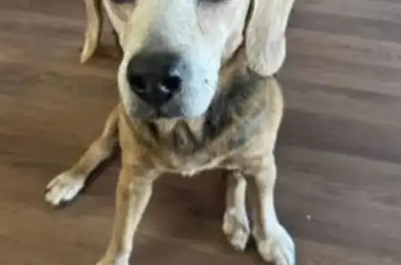 Lost Elderly Beagle: Help Find Gypsy
