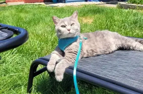 Lost Gray Cat: Needs Meds, Chancellor Dr.