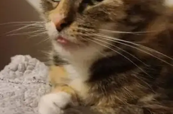 Missing cat , photo: Lost Calico Cat Mazzi on Kent Drive