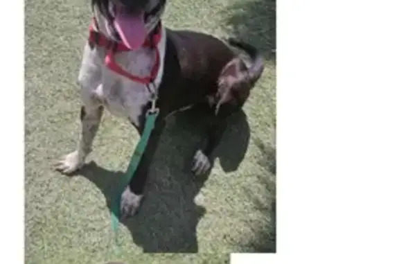 Help Find Pablo: Timid Dog on the Loose