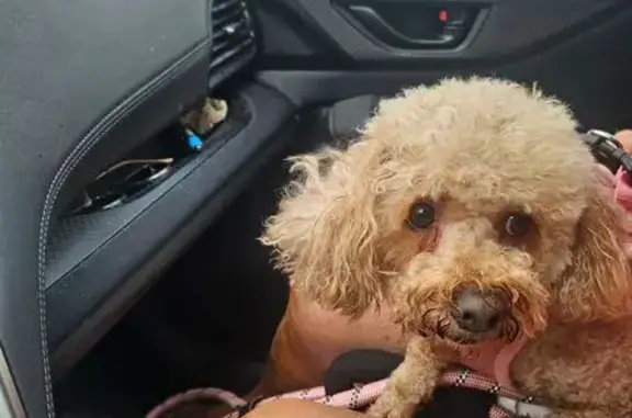 Lost Scared Poodle in Ocean Pines Area