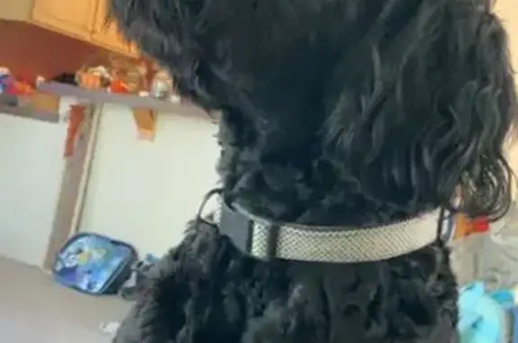 Lost: Timid Black Goldendoodle, East Melton