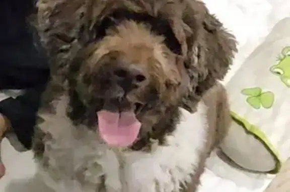Missing dog Toowoomba, photo: Lost Labradoodle: Help Find Our Friend!