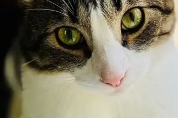 Missing Friendly Cat: Milton in Hopkins
