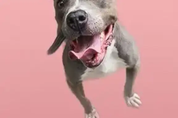 Found dog Detroit, photo: Found: Grey & White Pitbull in Detroit