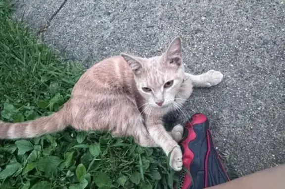 Found cat Reading, photo: Found: Friendly Young Orange Tabby Kitten