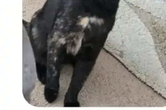 Lost Tortoiseshell Cat: Daisy in Sun Prairie