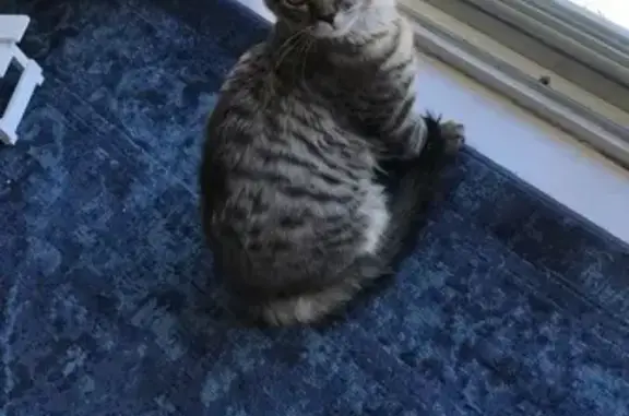 Found pets , photo: Friendly Kitten Found on Macquarie Rd