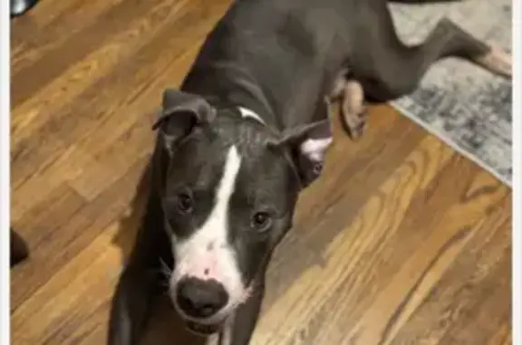 Help Find Our Lost Rescue Pitbull