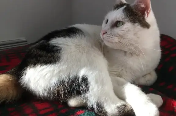 Chat perdu, Montreuil, photo: Chat perdu, gentil mais bagarreur