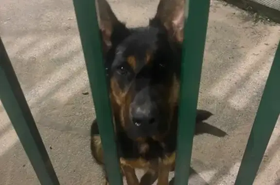 Animaux trouvés Oberhoffen-sur-Moder, photo: Chien errant trouvé à Oberhoffen-sur-Moder