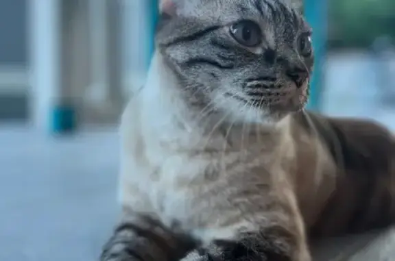 Animaux perdus , photo: Chat beige/marron aux yeux bleus perdu