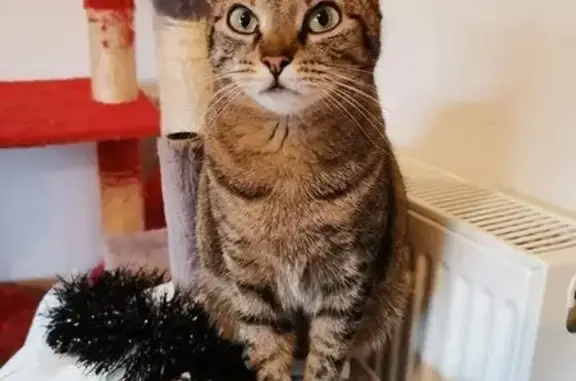 Animaux perdus , photo: Chatte perdue, stérilisée et pucée, Loire-Authion