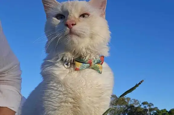 Lost Ragdoll Cat: Blue Eyes, Red Collar