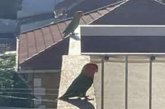 Animaux trouvés Toulon, photo: Inseparables de Fisher sur balcon Toulon