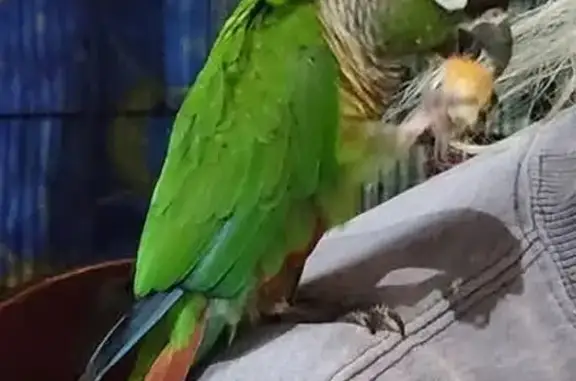 Help Find JJ: Lost Green Cheeked Conure