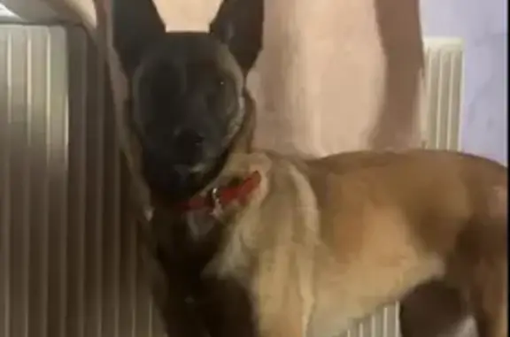 Chien perdue Kaila, collier rouge, Bâgé - photo