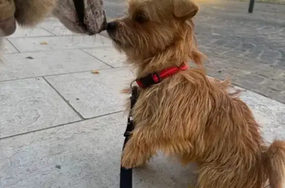Chien trouvé Lunel-Viel, photo: Chien trouvé en panique à Lunel-Viel
