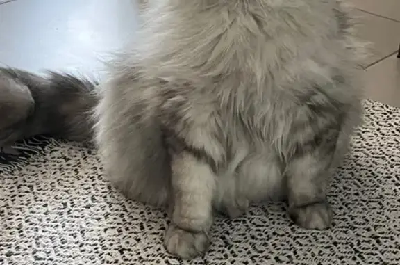 Chat perdu, croisé Maine Coon, Dombasle - photo