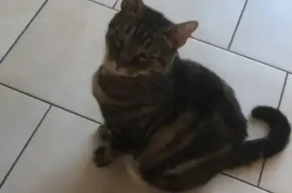 Chat perdu, 12 ans, sociable, Orval - photo