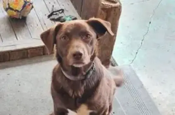 Lost Dog: Friendly Chocolate at Casey City