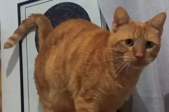 Gatos perdidos, Sevilla, foto: Gato Perdido en Sevilla: Rubito y Amigable