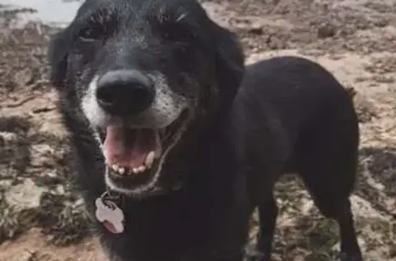Chienne noire croisée perdue à Gouesnach - photo
