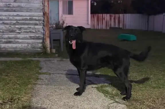 Lost Labrador Retriever | Find Missing Purebred Dogs | Pet911