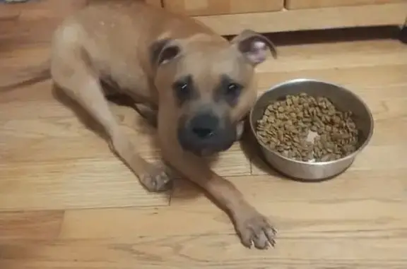 Lost Dog: Brown Boxer Pit Mix, Antonia