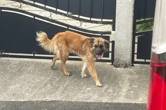 Chien trouvé dans les vignes à Saint-Genis - photo