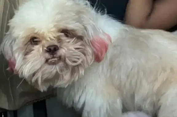 Lost: White Shih Tzu, Tan Ears, Red Tail