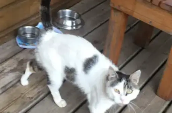 Animaux trouvés Péaule, photo: Chat blanc tacheté trouvé à Péaule