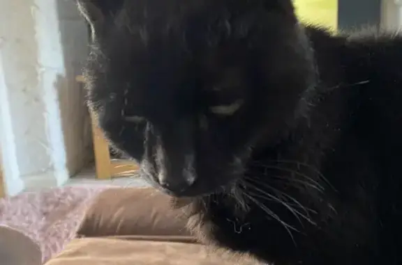 Lost: Elderly Black Cat in Bletchley