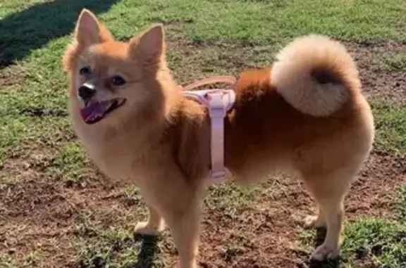 Lost Pomchi in Waikele - Cash Reward!