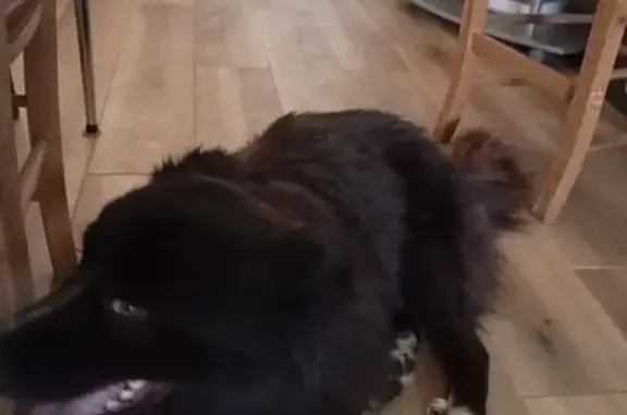 Chien trouvé : berger australien, Saumur - photo
