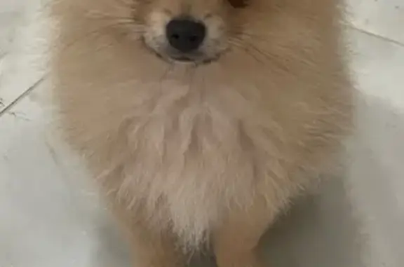 cachorro desaparecida