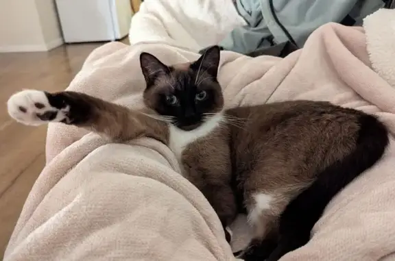 Help Find Mocha: Missing Ragdoll Cat